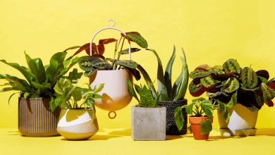 غرسة للنباتات الطبيعية